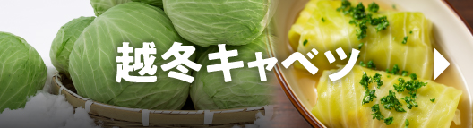越冬キャベツ
