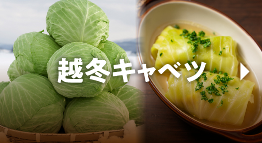 越冬キャベツ