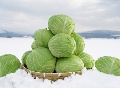 北海道の冬を彩る越冬野菜の秘密