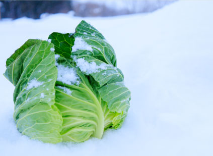 北海道の冬を彩る越冬野菜の秘密