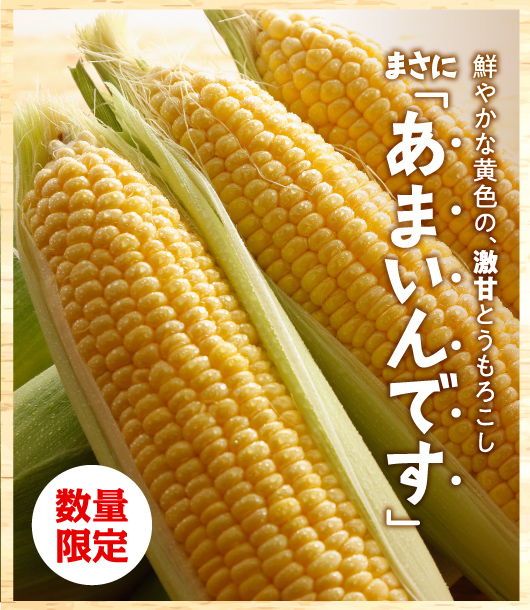 鮮やかな黄色のとうもろこし あまいんです【数量限定】