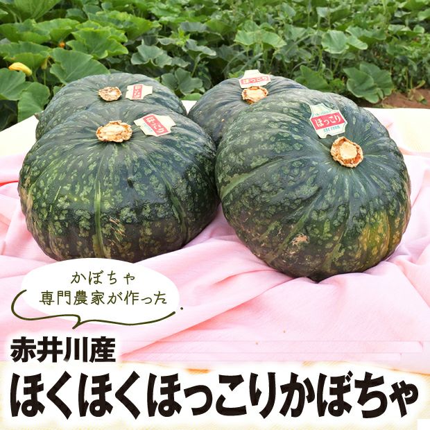 ほっこりかぼちゃ（4玉入り）｜野菜 ｜食べレア北海道 物産 お取り寄せ