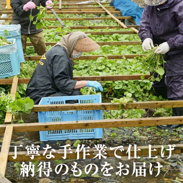 北の山わさび 根茎Sサイズ 5個セット