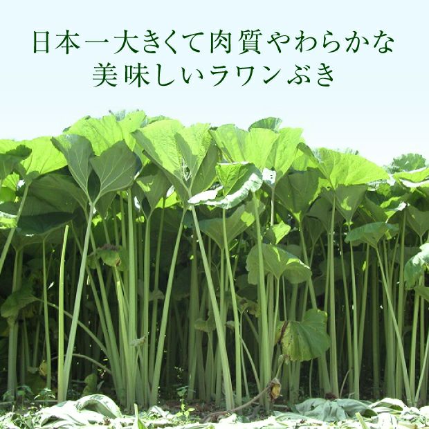 若採り生ラワンぶき 3.0kg