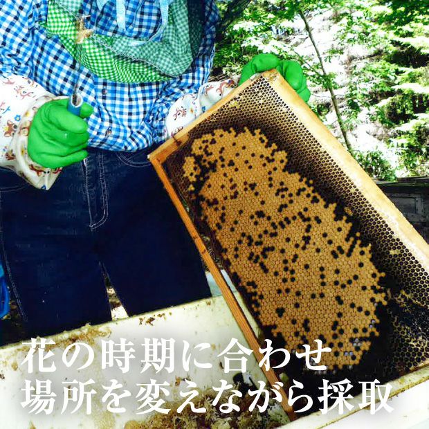 お徳用アカシヤ蜂蜜｜滝川 純粋はちみつ ｜食べレア北海道 物産 お取り寄せ