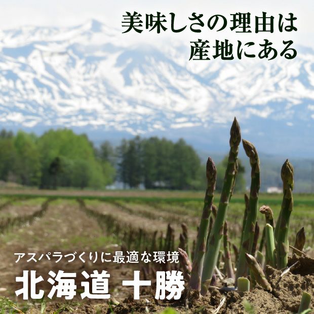 十勝産グリーンアスパラ「龍の髭」 3L 1㎏
