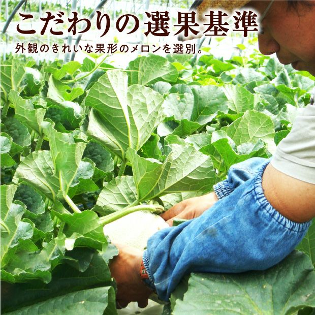 上富良野産メロン ルピアレッド 秀品 約1.6㎏ 2玉