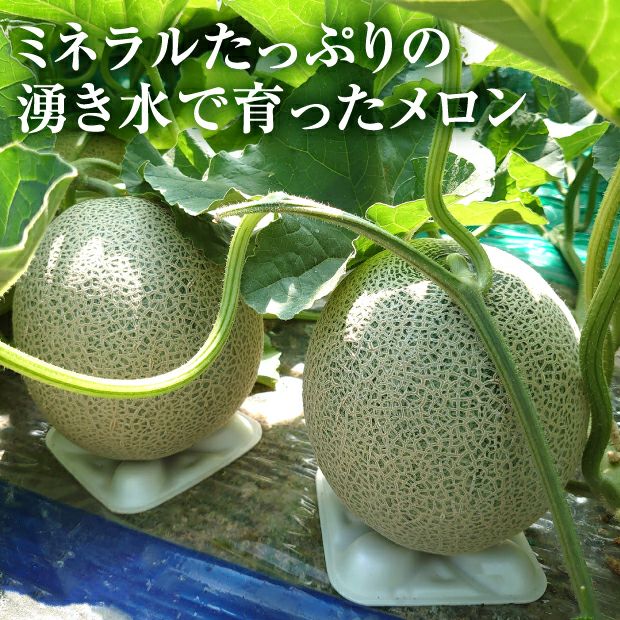 上富良野産メロン ルピアレッド 秀品 約1.6㎏ 2玉