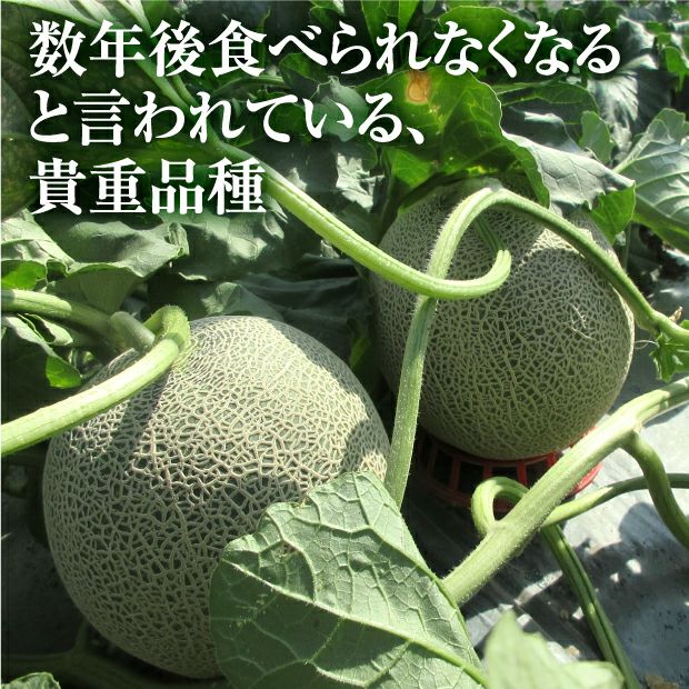 富良野産メロン キングルビー｜近藤農園 ルビーエイト 秀品 お中元