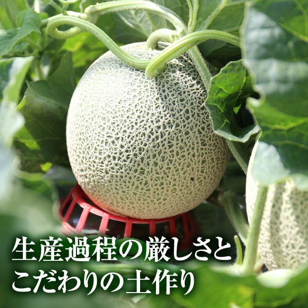 富良野メロンNORTH PREMIUM｜期間限定 北海道 ｜食べレア北海道 物産