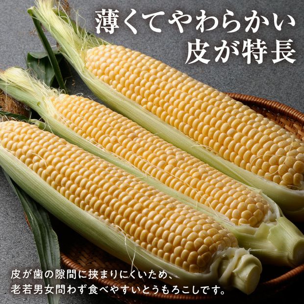 トウモロコシ　ラッシュ２枚+アクセプト2枚 +THE1975 北海道産とうもろこし ゴールドラッシュ