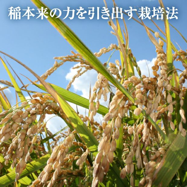 栗山産特別栽培玄米ななつぼし10kg｜空知 きなうすファーム｜米｜食べ