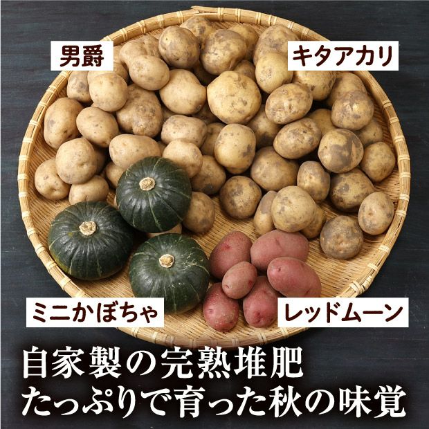 特別栽培 秋の収穫4種セット（3種のじゃがいもとミニかぼちゃ｜食べ