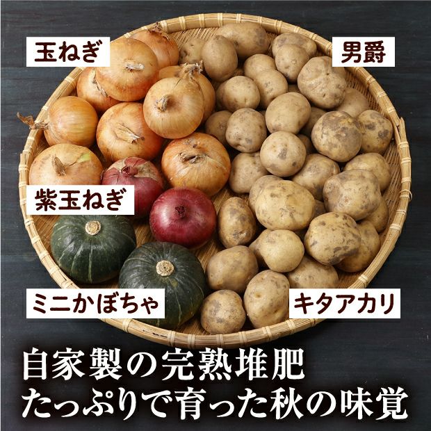 特別栽培 秋の収穫5種セット（じゃがいも、玉ねぎミニかぼちゃ｜食べ