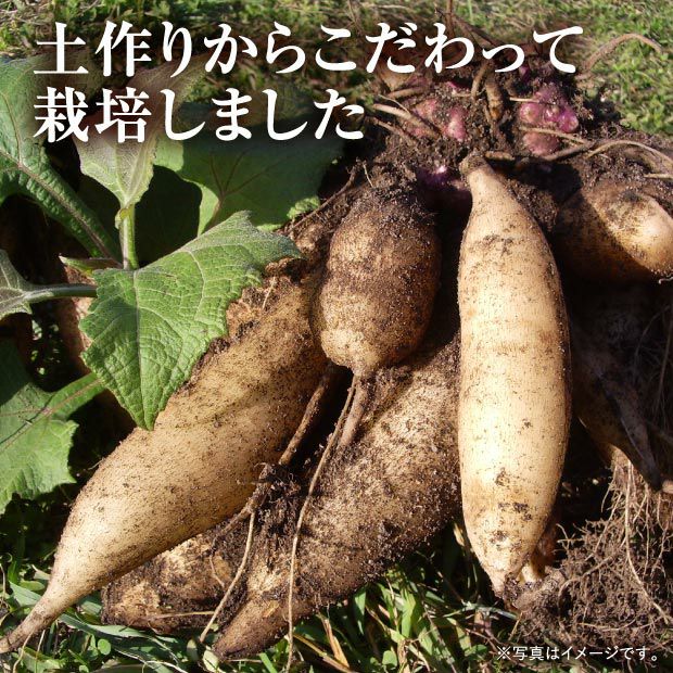 ヤーコン 1200g 自然栽培ヤーコン☆訳あり品混合10Kg：神奈川県産のヤーコン｜食べ