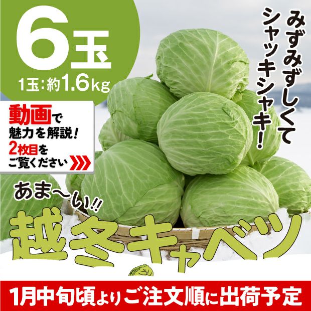 大自然の雪の上に置かれた雪の下キャベツ