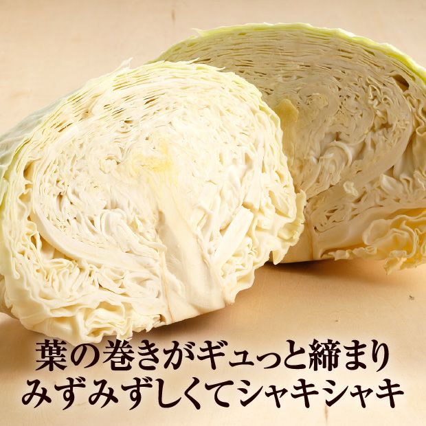 葉がギュッと締まった雪の下キャベツの断面