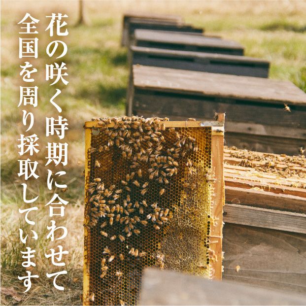 旅する蜂蜜【アカシア】 1kg 十勝 有限会社十勝養蜂園｜加工食品 食