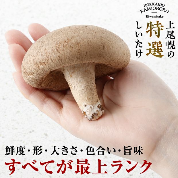 熟成培養生しいたけ 極茸1kg 釧路 上尾幌きのこ生産協同組合｜椎茸