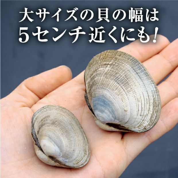 別海産 活あさり(大サイズ) 1㎏（生・冷蔵発送）｜海鮮 ｜食べレア