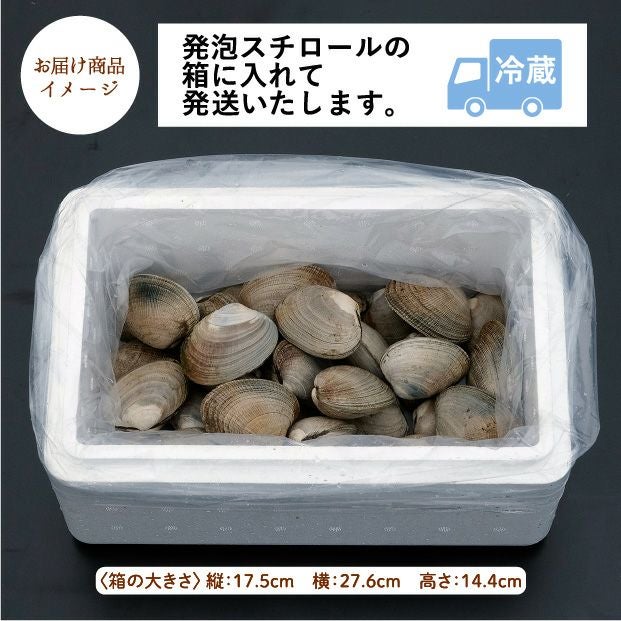 別海産 活あさり(大サイズ) 1㎏（生・冷蔵発送）｜海鮮 ｜食べレア