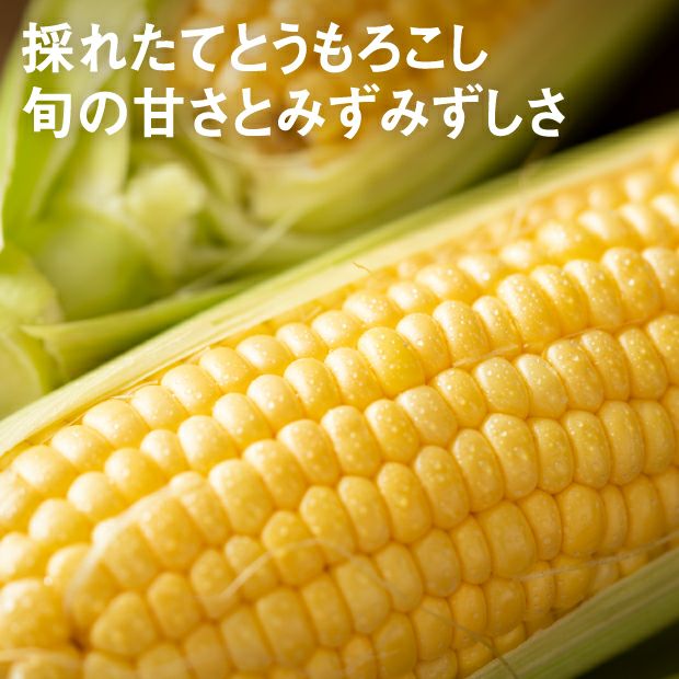 おまかせ10本2L｜上川 けんぶちVIVAマルシェ｜とうもろこし｜食べレア