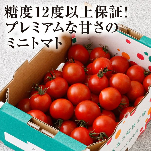 トマト　じょう12個 ギョドン先輩様専用トマト 【公式通販】