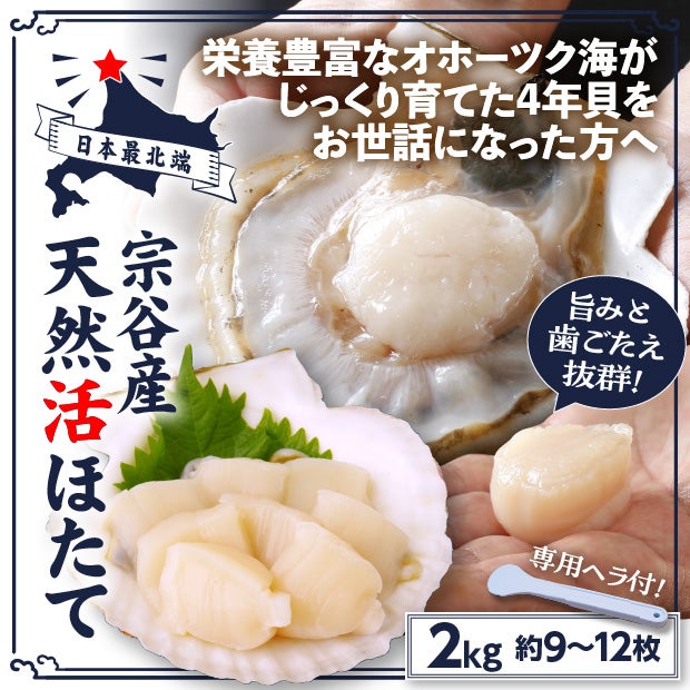 宗谷産 殻付き活ホタテ2kg ※専用ヘラ付き
