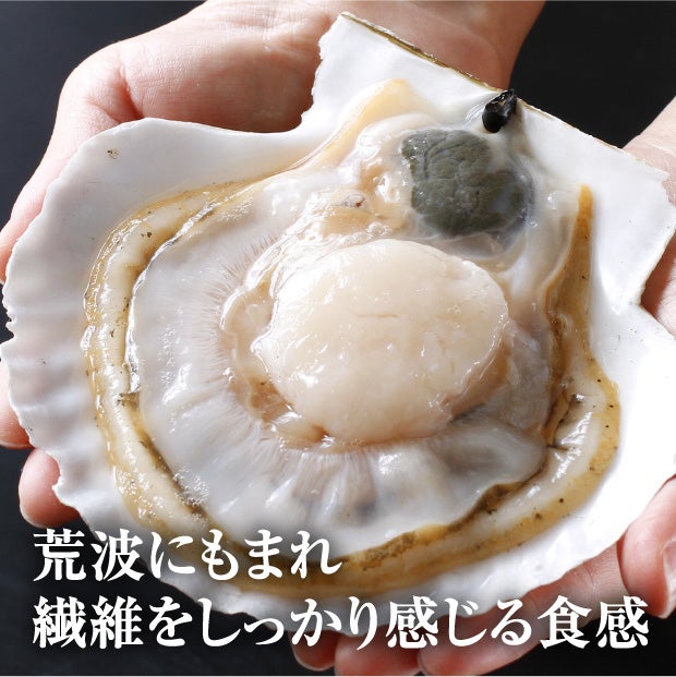宗谷産 殻付き活ホタテ4kg(約19～21枚) ※専用ヘラ付き
