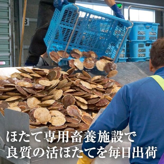 宗谷産 殻付き活ホタテ4kg(約19～21枚) ※専用ヘラ付き