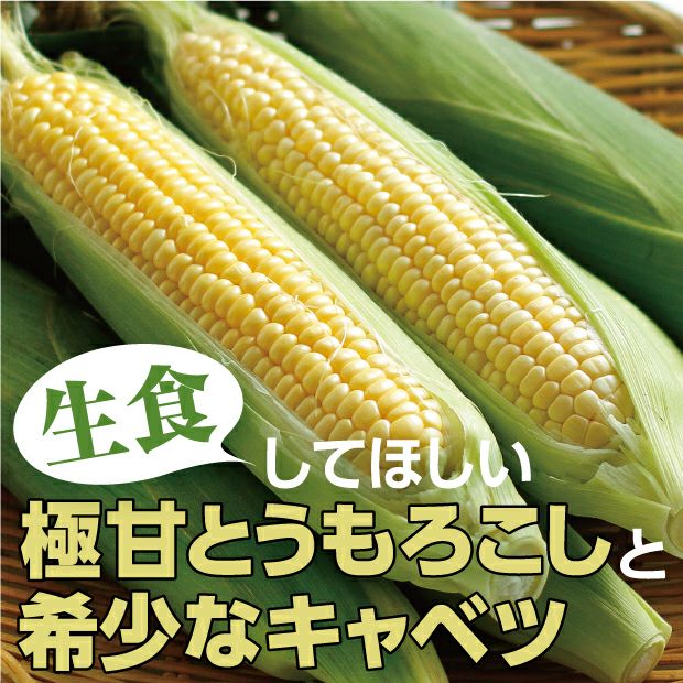 とても瑞々しくて美味しそうな滝農園のとうもろこし