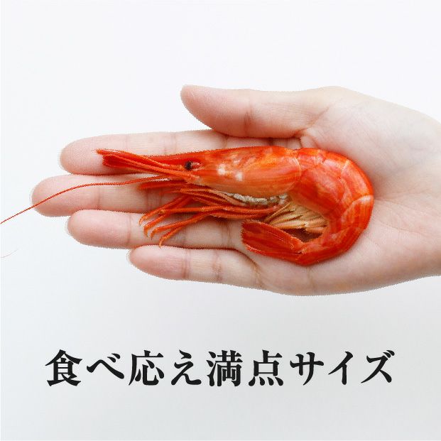 冷凍】浜茹 北海しまえび 大サイズ 500g 海鮮｜食べレア北海道 通販 お