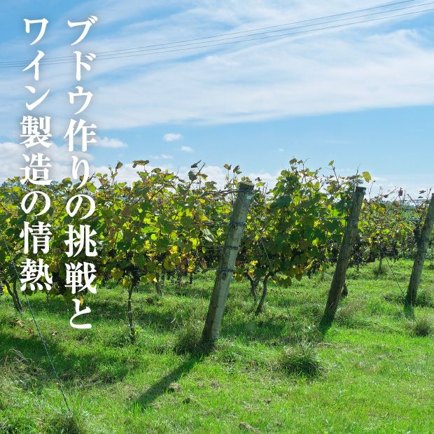 十勝ワイン城ブランデーX.O. 酒類 ブランデー｜食べレア北海道 物産 お