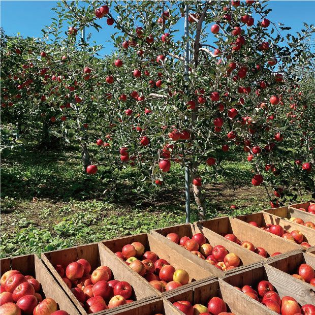 太陽の光をいっぱいに浴びた段ボール詰めのサンふじりんご