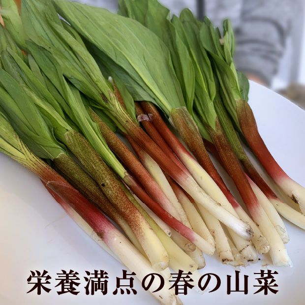 山採り行者にんにく（天然）｜北海山 十勝｜山菜 お取り寄せ 物産 食べ
