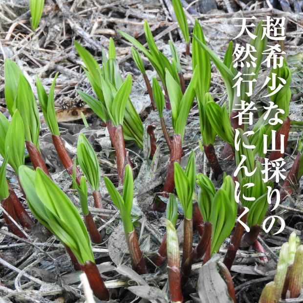 天然物　採れたて　行者にんにく 青森の天然山菜の行者にんにく