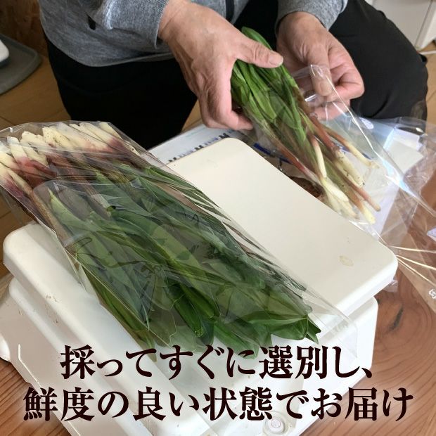 山採り行者にんにく（天然）｜北海山 十勝｜山菜 お取り寄せ 物産 食べ