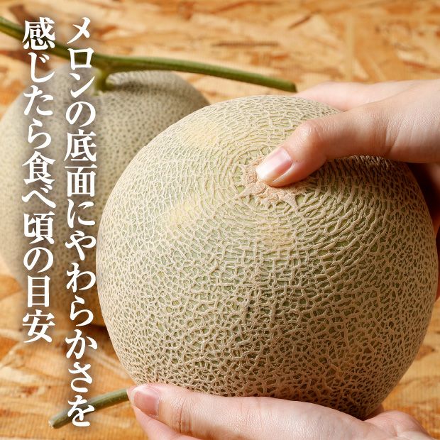 ティアラ秀品約1.6㎏2玉｜清水農園｜富良野メロン お取り寄せ 物産