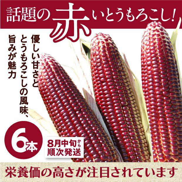 赤いスイートコーン 大和ルージュ 6本｜スイートコーン とうもろこし