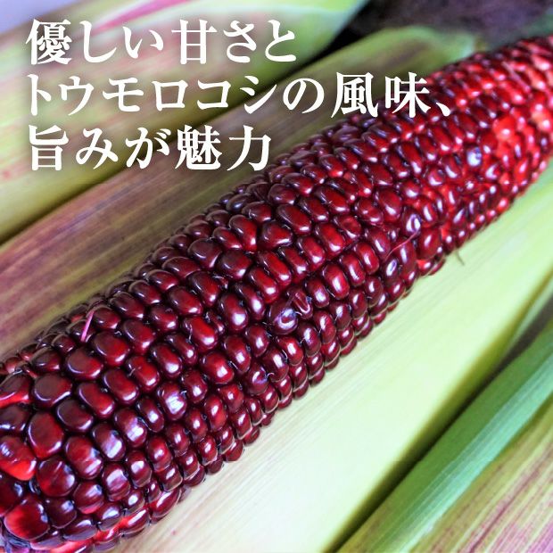 赤いスイートコーン 大和ルージュ 6本｜スイートコーン とうもろこし