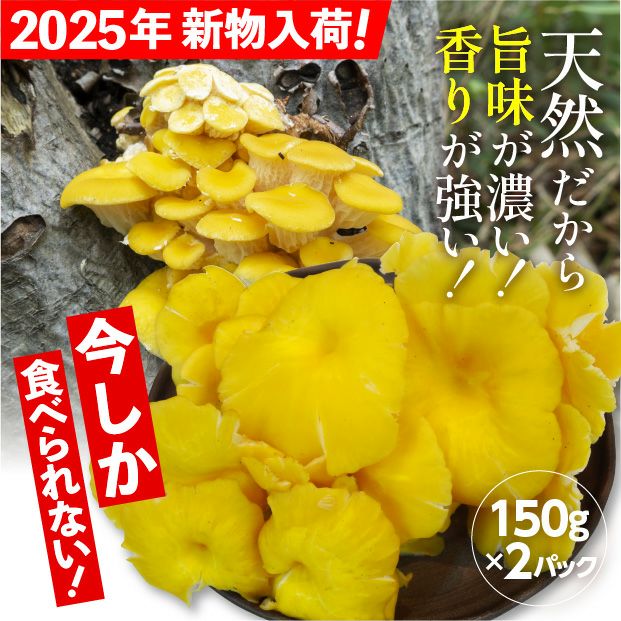 山採り天然たもきのこ 150g×２パック