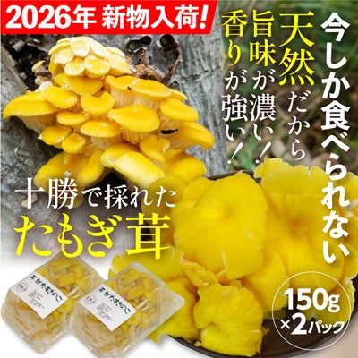 天然たもぎ茸 キノコ ギフト｜お取り寄せ 食べレア北海道【公式通販】