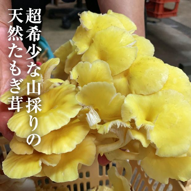 天然たもぎ茸 キノコ ギフト｜お取り寄せ 食べレア北海道【公式通販】