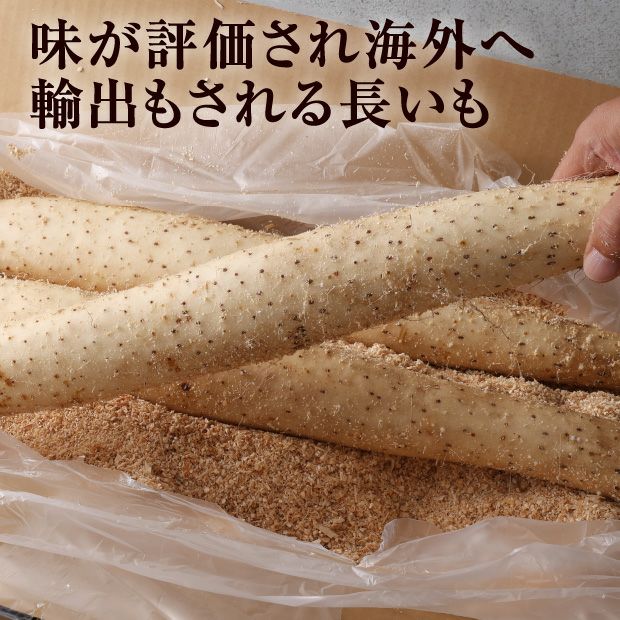 大正長いも2Lサイズ10㎏｜農産｜長イモ｜食べレア北海道 物産 お取り寄せ