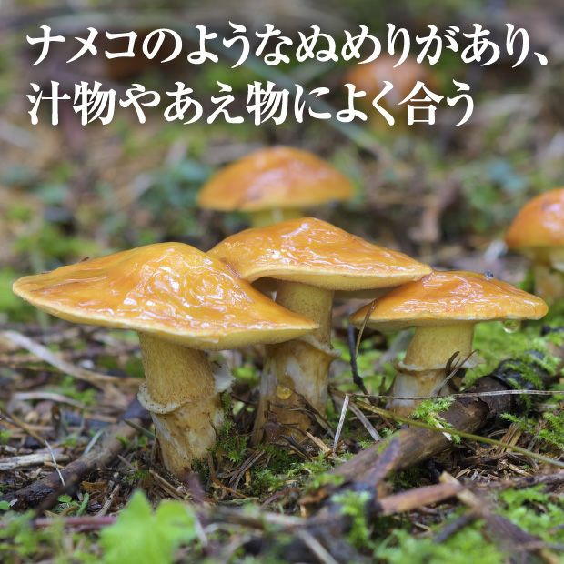 落葉きのこ 北海道産天然落葉キノコ🍂 500g (冷蔵発送のみ) | おたる夢市場