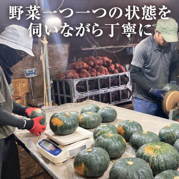 富良野産 冬のプレミアムかぼちゃセット｜農産｜かぼちゃ｜食べレア