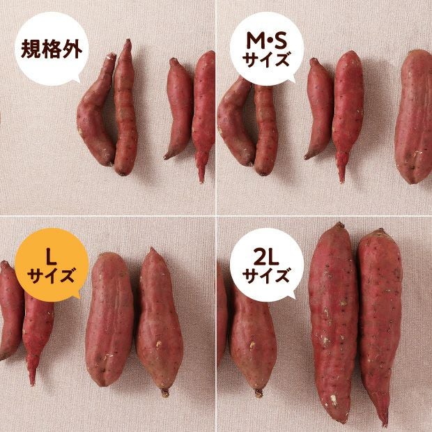 由栗（ゆっくり）いも 10㎏（L）｜農産物 さつまいも ベジタボ｜食べ