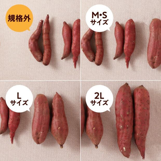 訳あり由栗（ゆっくり）いも 10㎏（サイズ混）｜農産物 さつまいも