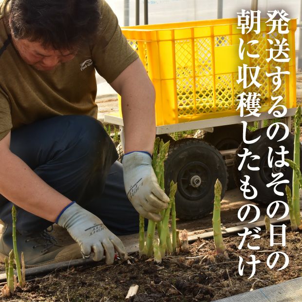 うまぶし夏アスパラ　L/M混　1㎏