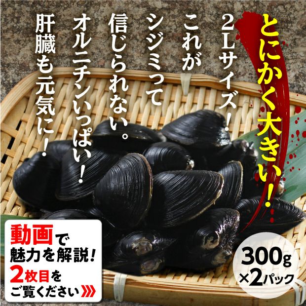 長節湖で取れたシジミ(2Lサイズ)